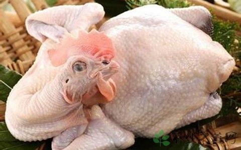 得了支气管肺炎可以吃鸡肉吗？